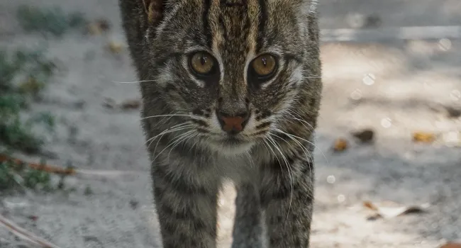 Student Handout - Fishing Cat: Adaptation and Conservation (Grades 6-8)