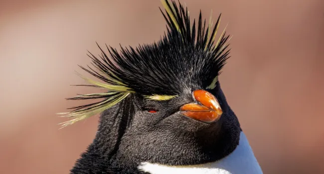 Penguin Adaptations in Action (Grades 7 & 8)