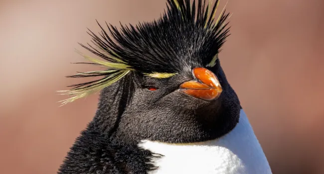Penguin Adaptations in Action (Grades 7 & 8) Student Handout