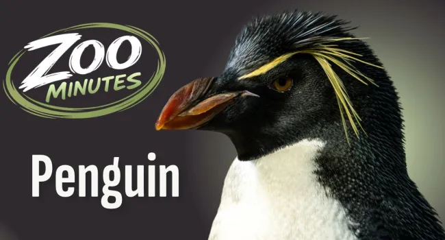 Series Zoo Minutes | Penguin