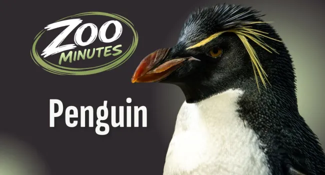 Series Zoo Minutes | Penguin