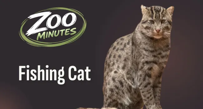 Fishing Cat Book List