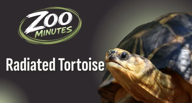 Radiated Tortoise Book List