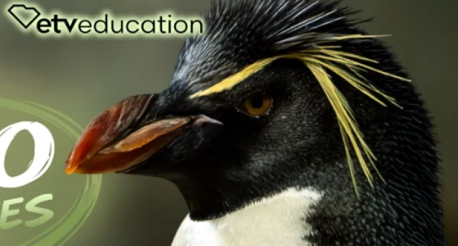 Becoming a Penguin Expert