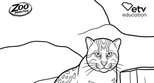 Fishing Cat Coloring Sheet