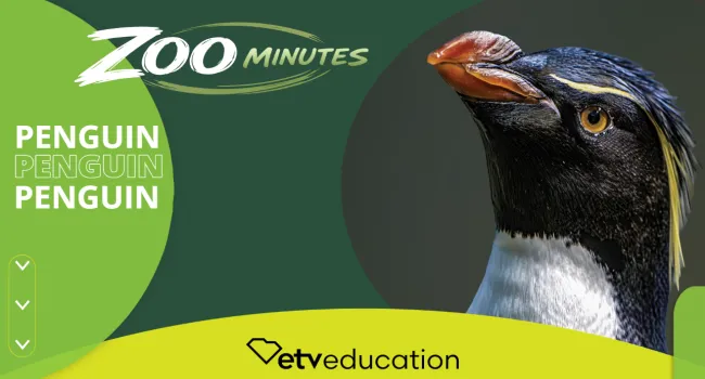 Penguin Trivia Quiz | Zoo Minutes