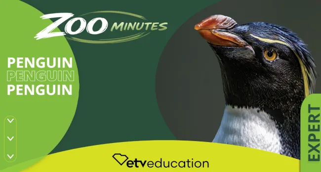 Penguin Expert Quiz | Zoo Minutes