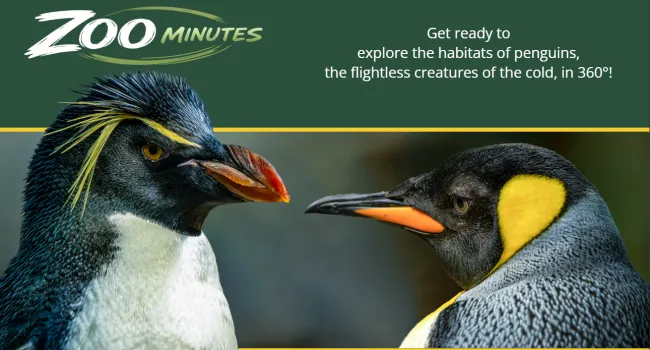 Inside the Penguin Habitat | Zoo Minutes