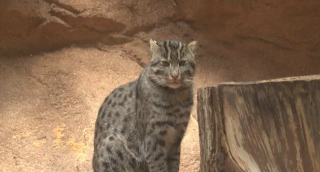Fishing Cat Ratios, Rates, & Unit Rates