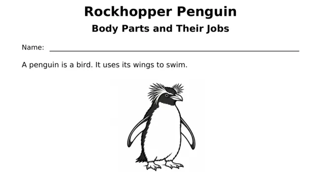 Rockhopper Penguin Body Parts and their Jobs