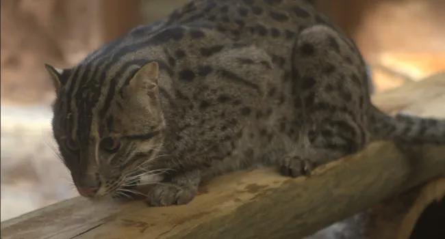 The Fishing Cat: A Master of Water