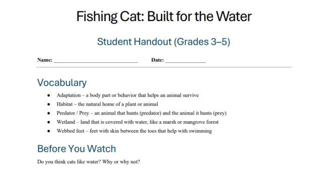 Fishing Cat: Built for the Water (Grades 3-5) Handout