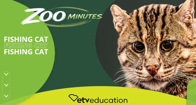 Fishing Cat Trivia Quiz | Zoo Minutes