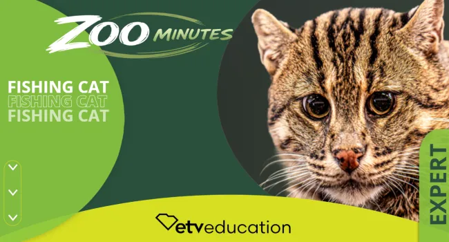 Fishing Cat Expert Quiz | Zoo Minutes