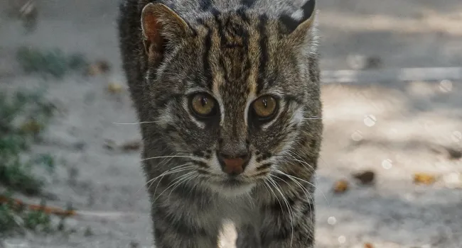 Fishing Cat: Built for the Water (Grades K–5)