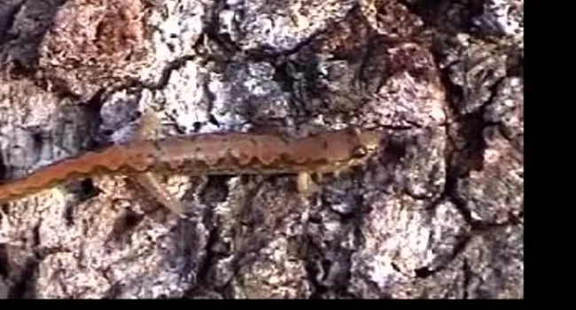 Ocoee Salamander  | The Cove Forest