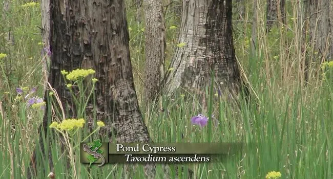Pond Cypress Savannah | Expeditions Shorts