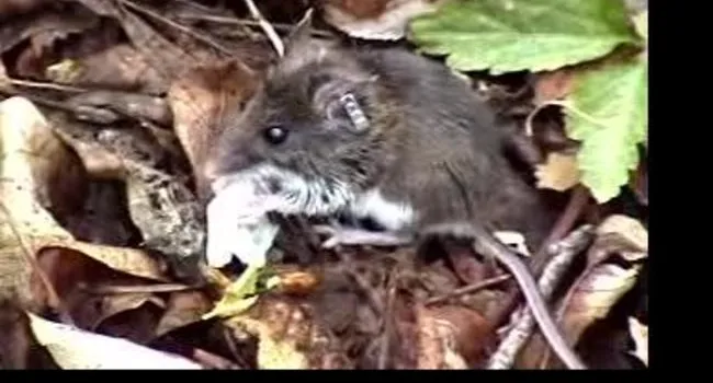 Deer Mouse | The Cove Forest