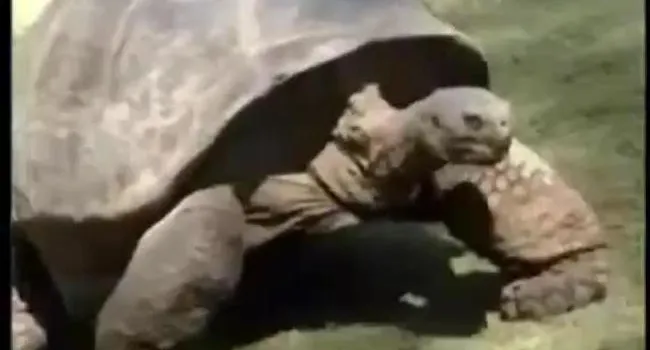 Galapagos Tortoise | SciShorts In French Intermediate