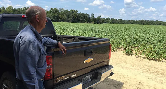 Cotton Still a Big Crop in South Carolina | South Carolina Focus
