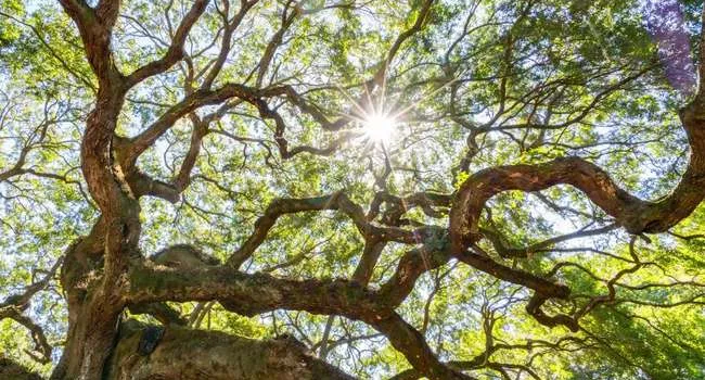 Angel Oak Tree | Carolina Snaps