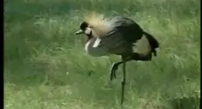 East African Crowned Crane | SciShorts in French Beginner