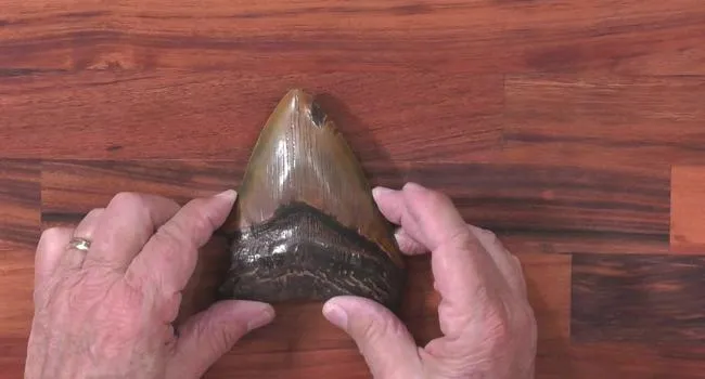 Shark Tooth | Short Takes with Naturalist Rudy Mancke
