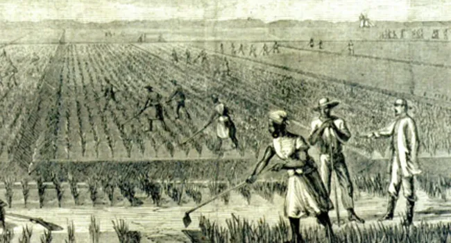 South Carolina: The 18th Century Rice King Of The Western World | Walter Edgar's Journal