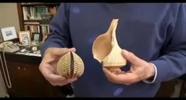 Shells - Bivalve and Univalves | Short Takes with Naturalist Rudy Mancke