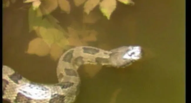 Congaree Swamp (S.C.) Stop 6 - Brown Water Snake