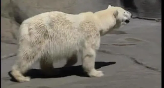 Polar Bear | Zoo Minutes