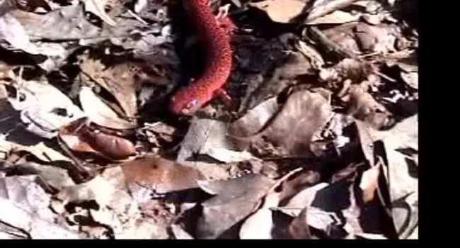 Red Salamader | The Cove Forest