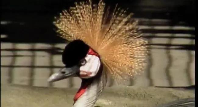 East African Crowned Crane | Zoo Minutes