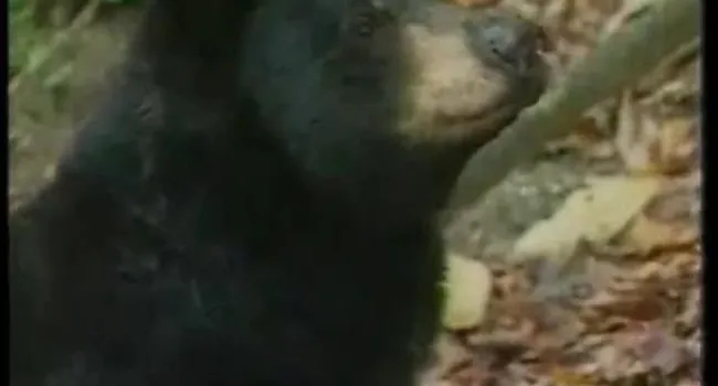 Black Bear | Parks Adventures Minutes