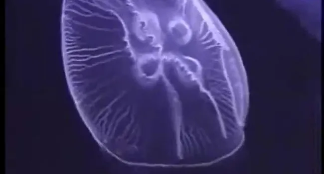 Moon Jellyfish | SciShorts in Japanese Intermediate