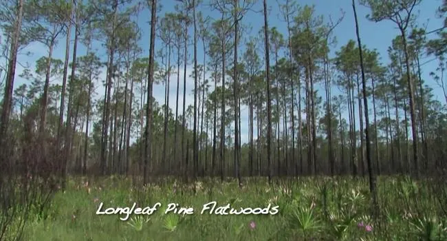 Longleaf Pine Flatwoods | Expeditions Shorts
