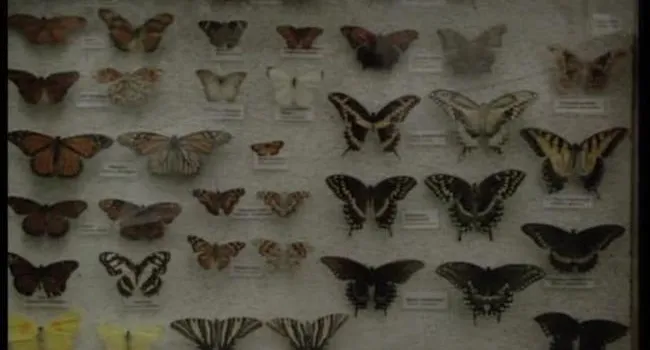 Butterflies at Riverbanks Zoo | Project Discovery Revisited