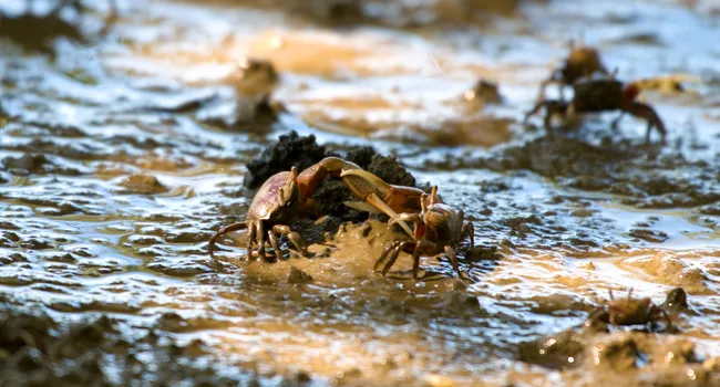 Marshland Crabs | What's Wild