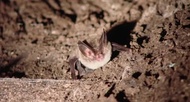 All About Bats, Part 6 | Making It Grow