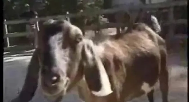 Nubian Goat | SciShorts in Japanese Beginner
