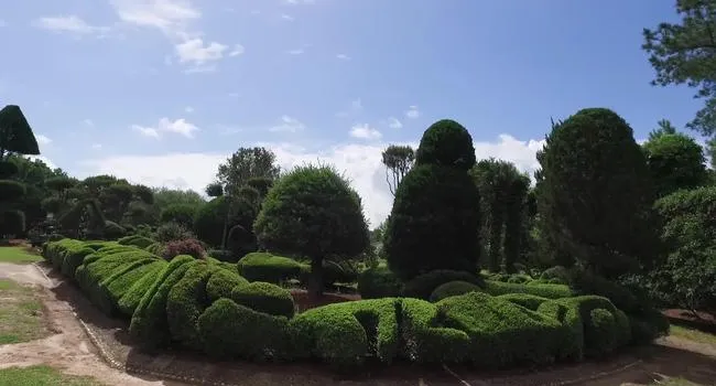 Pearl Fryar's Topiary Garden | Palmetto Scene