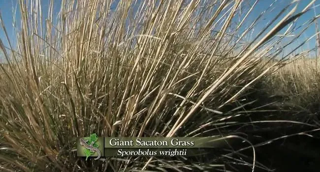 Giant Sacaton Grass | Expeditions Shorts