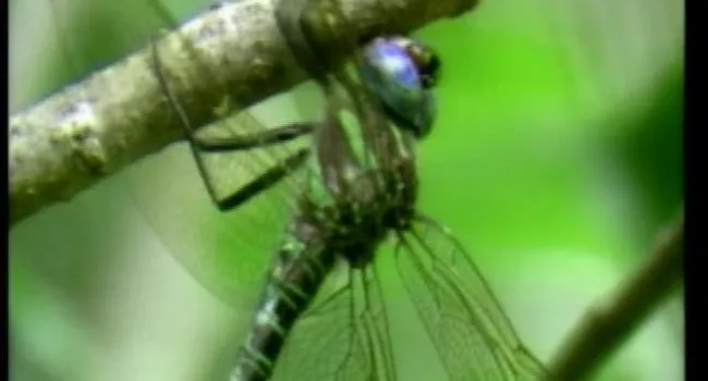 Congaree Swamp (S.C.) Stop 6 - Butterflies, Dragonflies, And Mayflies