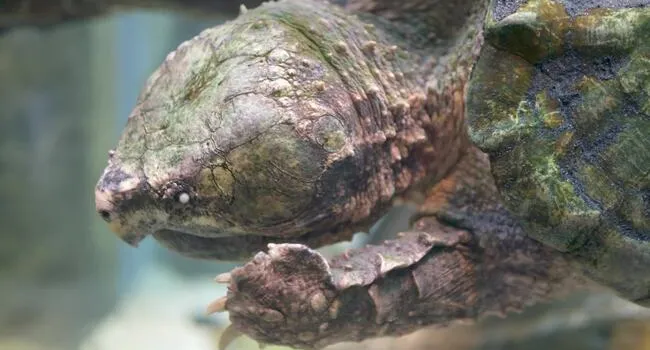 Gopher Tortoise | What's Wild