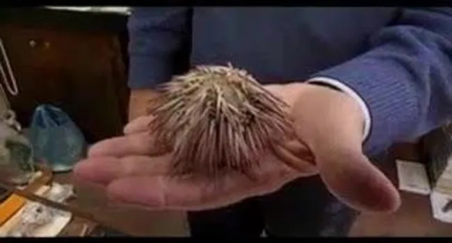Sea Urchin | Short Takes with Naturalist Rudy Mancke