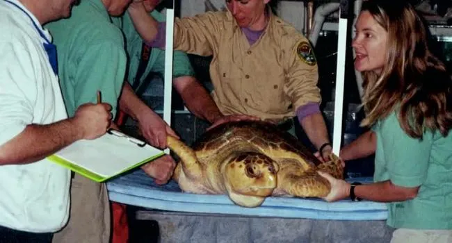 Exhibit Allows Visitors to Care for Sea Turtles | Palmetto Scene