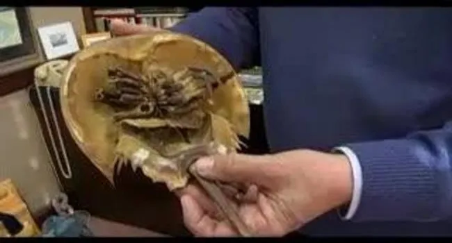 Horseshoe Crab, Part 1 | Short Takes with Naturalist Rudy Mancke