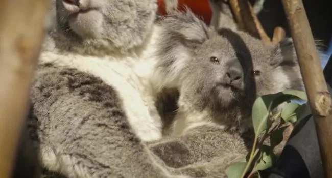 Going Wild – Koala Bears | Camp TV