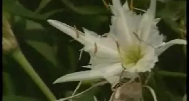 Rocky Shoals Spider Lilies | Parks Adventures Minutes