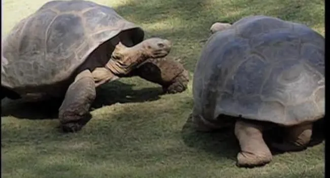 Galapagos Tortoise | Zoo Minutes